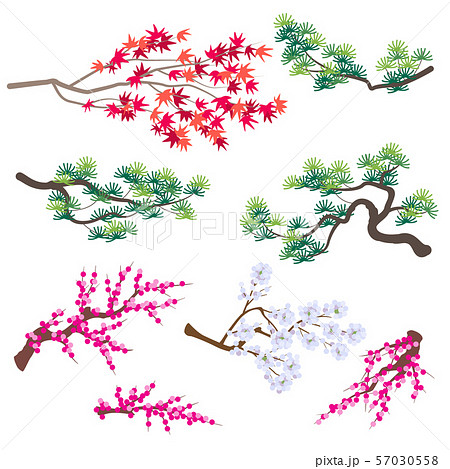 Japanese Maple,  Korean Pine and Blooming Tree 57030558