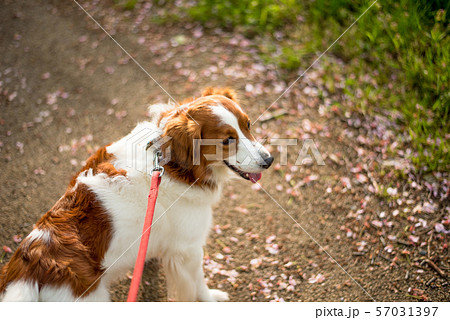 散歩中振り返る犬の写真素材