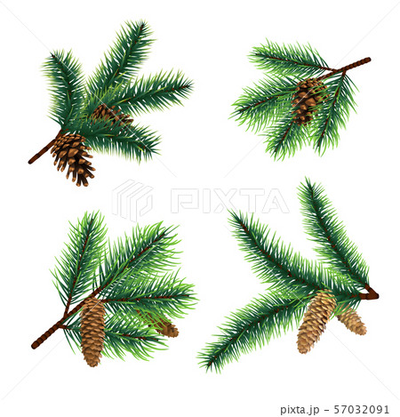 Fir branch. christmas tree branches with cones. Pine xmas vector decoration 57032091
