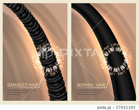 Closeup damaged harsh and normal healthy hair. Vector illustration for haircare concept 57032165
