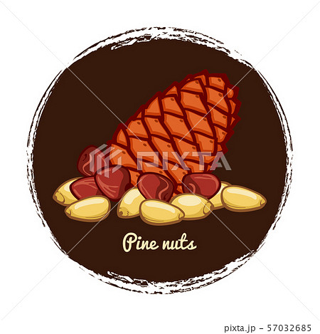 Pine cone with nuts. Hand sketched pine nuts vector illustration Pine cone with nuts. Hand sketched pine nuts vector illustration 57032685