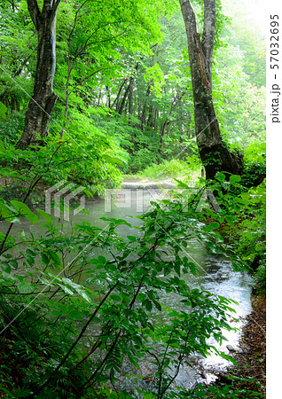 湧水池「出壺」雨の獅子ヶ鼻湿原　秋田県 57032695