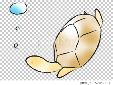 泳ぐ亀 泳ぐ亀 57032805