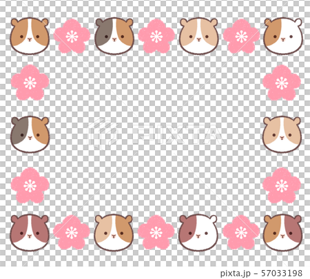 Guinea pig plum color alternate frame 57033198