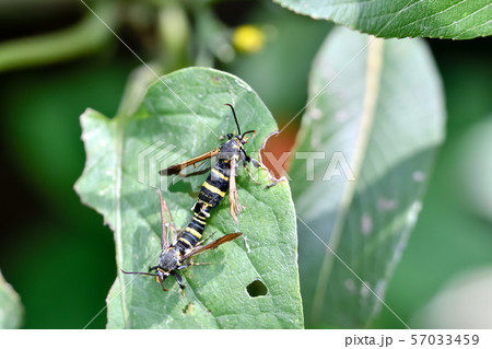 ヒメアトスカシバ 57033459