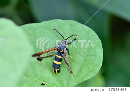 ヒメアトスカシバ 57033463