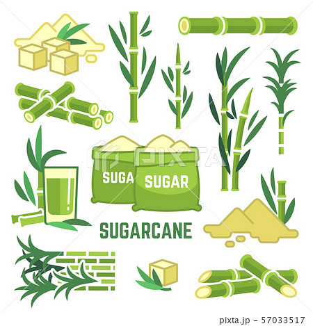 Sugar Plant Agricultural Crops Cane Leaf のイラスト素材 57033517 Pixta