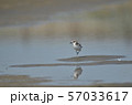 南への旅立ち　オオメダイチドリ 57033617