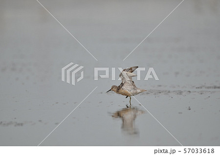 夏から冬の途中で　コオバシギ 57033618