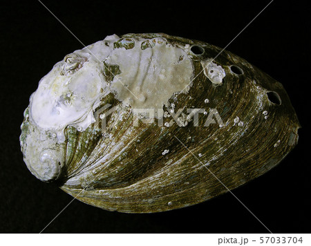 アワビ貝殻の表側の写真素材