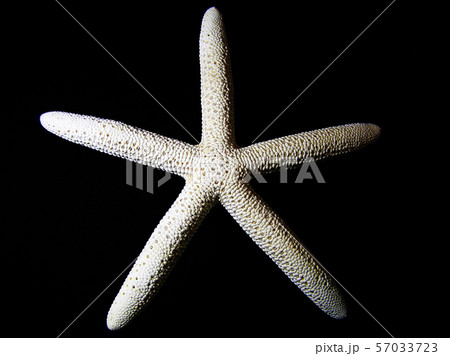 STC 新世界『透明標本』スケルトンケース – ネイチャーテクニカラー公式 ヒトデ埋め込み標本 - 海洋生物ヒトデ標本モデル - 透明樹脂ヒトデ標本生物学的モデル - 研究教育用