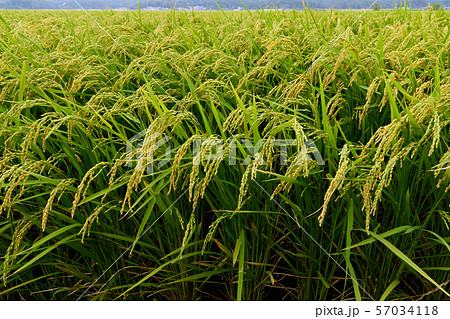 稲穂　あきたこまち 57034118