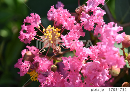 サルスベリの花 57034752