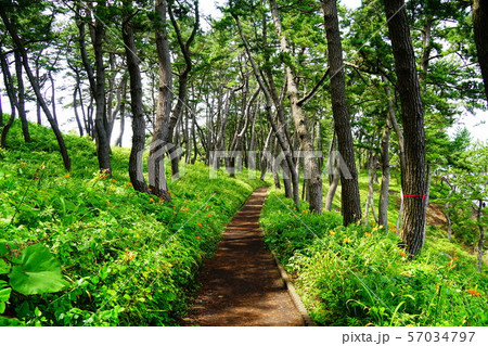 三陸復興国立公園　種差海岸　淀の松原 57034797