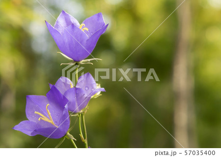 Flowers Blue campanula on the edge of the forest. Beautiful wild flower closeup with copy space Flowers Blue campanula on the edge of the forest. Beautiful wild flower closeup with copy space 57035400