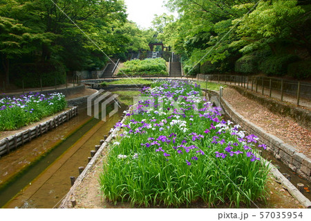 夜宮公園と菖蒲園 57035954