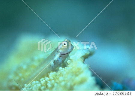 サンゴの上に乗るイシガキカエルウオ 57036232