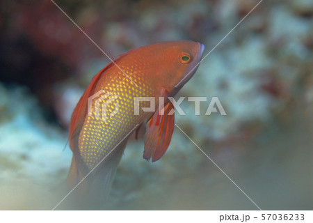 ハナダイの仲間 ハナダイの仲間 57036233