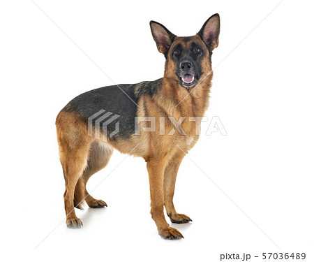 german shepherd in studio 57036489