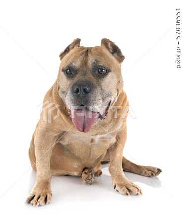 old american staffordshire terrier 57036551