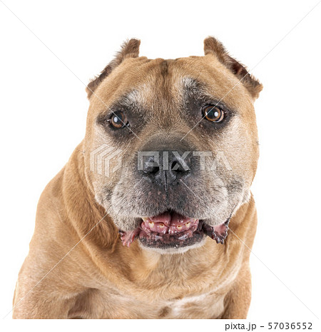 old american staffordshire terrier 57036552