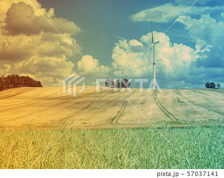 Summer blooming meadow Field grass on the 57037141