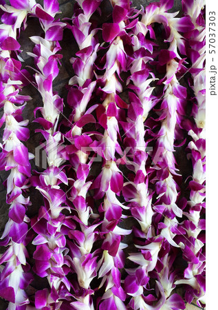 ハワイの伝統的なランで作られたレイの写真素材