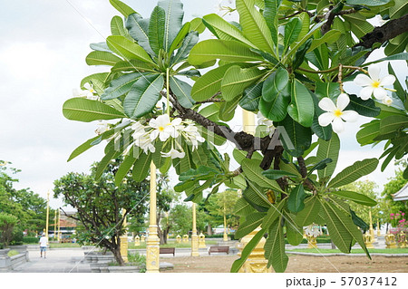 National flower of Laos, Plumeria（ラオスの国花、プルメリア） 57037412
