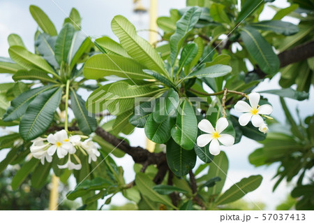 ラオスの国花、プルメリア(和名:インドソケイ) ラオスの国花、プルメリア(和名:インドソケイ) 57037413