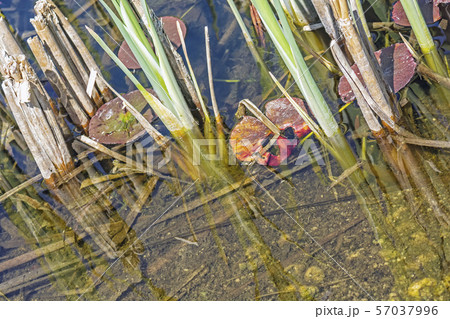 Lake in Arboretum Tesarske Mlynany, Slovakia 57037996