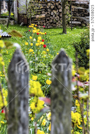 Springtime in garden, Cicmany, Slovakia 57038025