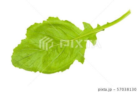 back side of leaf of Kokabu japanese turnip 57038130