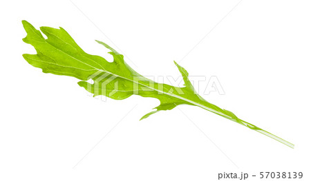 fresh leaf of mizuna plant isolated fresh leaf of mizuna plant isolated 57038139