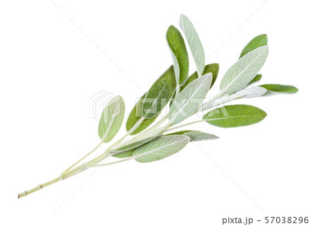 green twig of sage (salvia officinalis) isolated 57038296