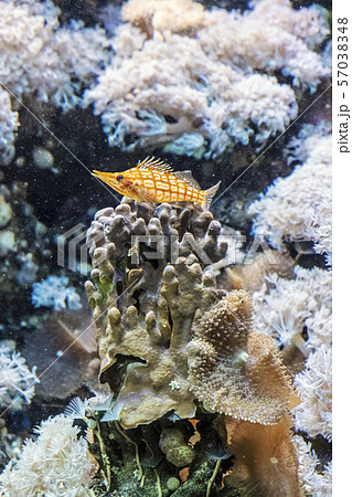 Longnose hawkfish - Oxycirrhites typus 57038348