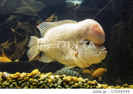Amphilophus citrinellus, large cichlid fish Amphilophus citrinellus, large cichlid fish 57038349