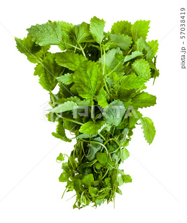 bunch of fresh lemon balm herb isolated 57038419