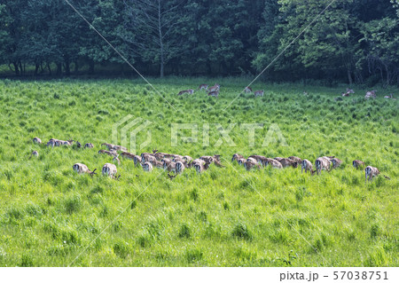 Herd of European roe deer - Capreolus capreolus Herd of European roe deer - Capreolus capreolus 57038751
