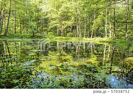 Deciduous forest is reflected in lake, Slovakia. 57038752
