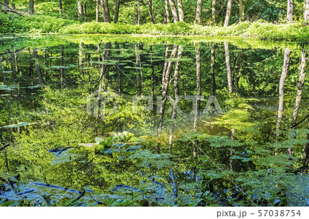 Deciduous forest is reflected in lake, Slovakia. 57038754