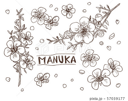 マヌカの花 線画イラスト のイラスト素材