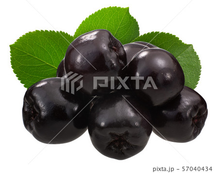 Chokeberry a. melanocarpa w leaves, pile, paths 57040434