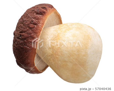 Cep porcino b. edulis mushroom, paths 57040436