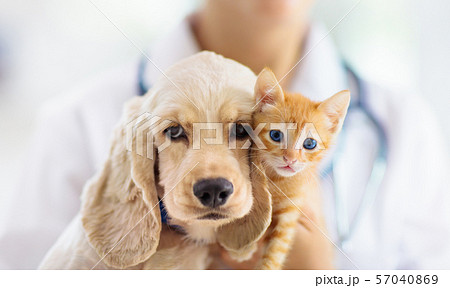Vet with dog and cat. Puppy and kitten at doctor. 57040869