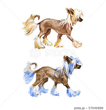 chinese crested