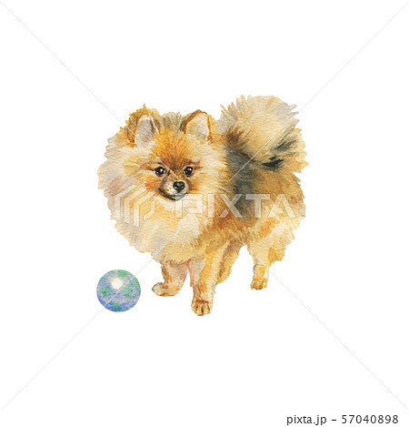 Watercolor pomeranian spitz dogのイラスト素材 [57040898] - PIXTA