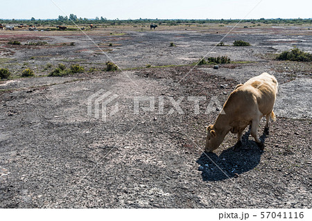 Grazing cow in a great dry barren landscape Grazing cow in a great dry barren landscape 57041116