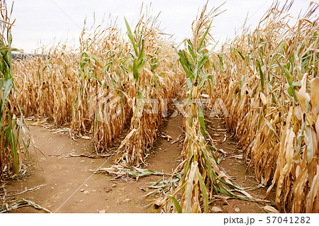 Dried corn stalks in a corn maze on pumpkin fair 57041282