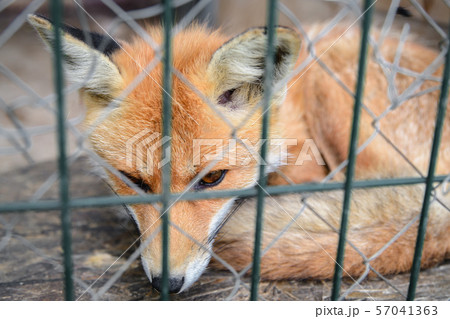 fox behind the metal grid 57041363