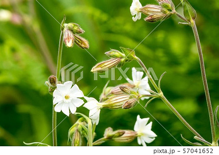 シロバナマンテマ シロバナマンテマ 57041652